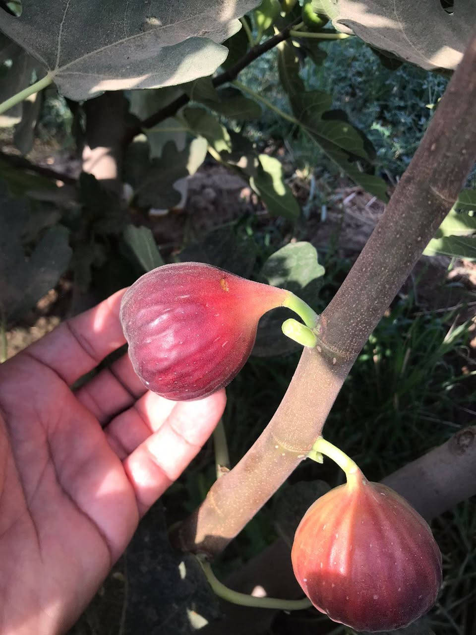 يتوفر لدينا شتلات تين العبيد السعودي
وتين كادوتا الإيطالي.
نتهعد بضمان الصنف لحين الإنتاج.
بيع جمله مفرد اسعار حسب الارتفاع.
ارتفاع أكثر ٥٠سم سعر ٥٠٠٠الف
ارتفاع  اقل ب  ٣٥٠٠.
للحجز والاستفسار الاتصال على الرقم *********** جاسم الخليفاوي العنوان الخالديه شارع العام مقابل بلديه الخالديه
