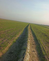 واسط • ٨٠دونم • ماء مدار السنة