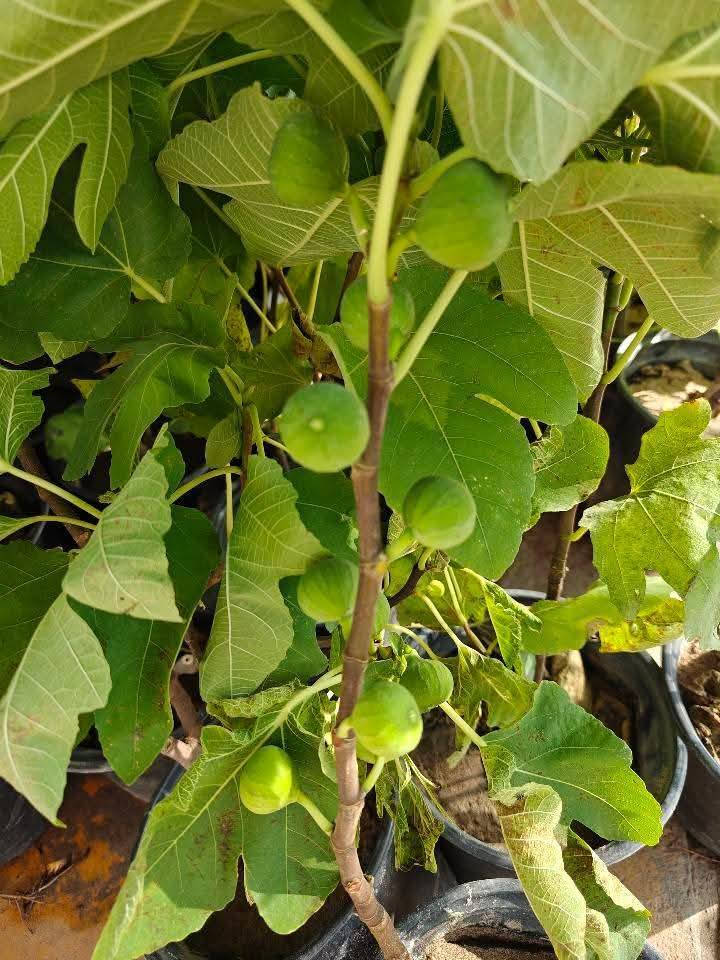 متوفر شتول تين أسباني  جامبو
مميزات الصنف  الاسبااني 
 عسلي اسود
غزير الانتاج يطرح الثمار مرتين. خلال السنه 
تلقيح ذاتي 
حجم التمره كبيرة 
سريع النمو 
يتحمل الطقس الحار 
صنف مضبوط شرط بضمان

قيااس الشتله  متر وشوي 

مشتل المصطفى  
عنوان تقاطع سبعه نيسان


**إذا كنت صاحب هذا الإعلان وتريد حذفه لأي سبب، رجاءا أرسل رسالة إلى الدعم الفني**