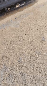 هيكل للبيع مساحه 100 واجهه 5 ونزال 20 المكان حي الكوفه خلف الملعب الرقم ***********
