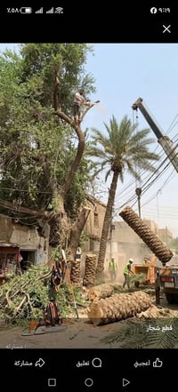 📢 خدمة قطع الأشجار ونخيل   في بغداد – الكرخ والرصافة 🌴✂️واتساب ٠٧٧٦٢٣٣...