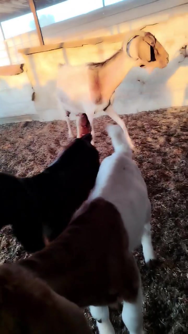 صخول مطافيل عدد ٢ وحده وراه توم وحده واحد
مكان الطارميه


**إذا كنت صاحب هذا الإعلان وتريد حذفه لأي سبب، رجاءا أرسل رسالة إلى الدعم الفني**