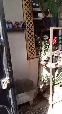 الحر الصغير • ١٠٠م • خدمات كاملة