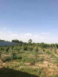 بستان للبيع • ارض للبيع • قطعة ارض • مساحة نص دونم • 500 متر • عقار لل...