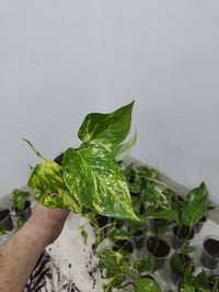 بلاب ذهبي • تكاثر عراقي • الموصل حي السكر