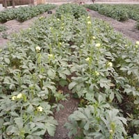 بذور بانيه • انواع متعددة • ام سنيم بدليم