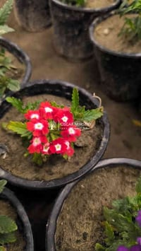 مينا اليسيوم • مشتل الأوسكار • توصيل النجف