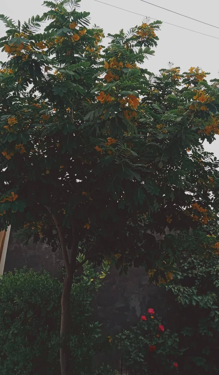 دار للبيع حي الملعب 7000
المساحه 200م
البناء بلوك
طابق واحد كامل فول لحد الباب الخارجي
البيت سعره 80مليون مطلوب للاسكان 21مليون ينزلن من سعر البيت وانت تسددهن للاسكان بالشهر 110 الف
***********
