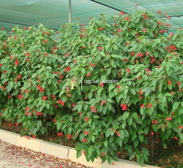 🌱 متوفر الآن في مشتل الأوسكار 🌱
نبات الجاتروفا الأحمر (Jatropha)
نبات زينة مميز بأوراقه الجميلة وتحمله العالي للحرارة وقلة السقي، مناسب للحدائق والمداخل والتنسيق الخارجي.
✨ متوفر بحجمين: 🔸 حجم صغير: 5,000 دينار
🔸 حجم كبير: 12,000 دينار

📍 زورونا في موقعنا:
مشتل الأوسكار – حي الحنانة – شارع نجف _ كوفة
(مقابل غرفة تجارة النجف و فريندز كافيه ومطعم شريف– مجاور متنزه الحنانة العائلي)

🕗 أوقات الدوام:
من 8:30 صباحاً إلى 8:00 مساءً

📞 للطلب والاستفسار:
*********** – ***********
(اتصال / واتساب / مراسلة عبر فيسبوك)
 متوفر دفع  زين  كاش ومتوفر ماستر  
🚗 يتوفر توصيل داخل النجف
موجودين في تطبيق توترز لبعض المواد الزراعية 
أهلاً وسهلاً بكم دائماً في مشتل الأوسكار 🌹🌹🌹
