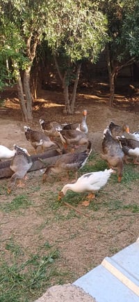 ١٠ باڕە قاز • ساغ وبێعەیب