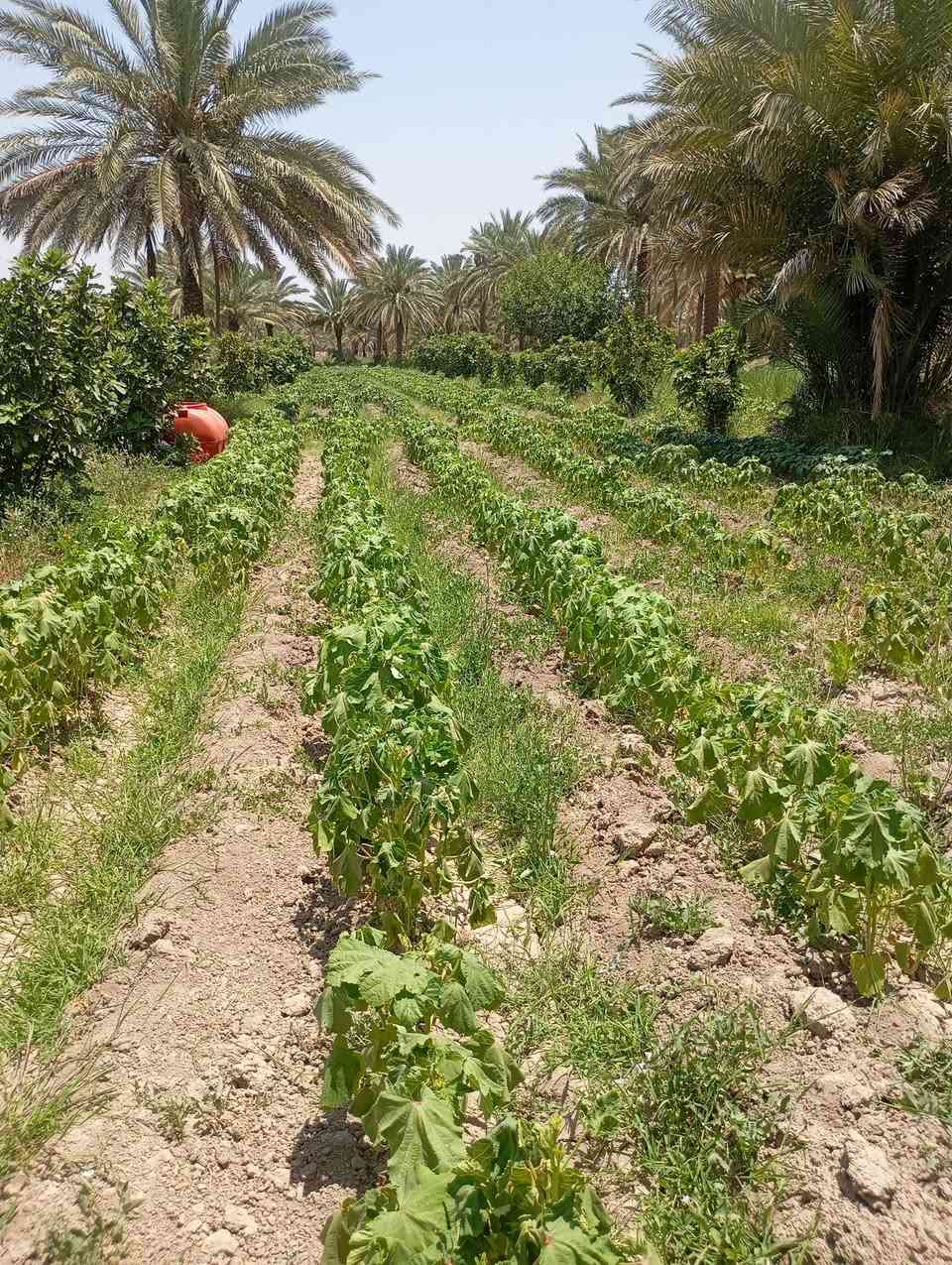 يوجد لدينا دوله ونص طاب زراعي سنه 25 تحويل باسم المشتري كافه الخدمات  اساله وماي سقي ويوجد  في  وتحوي على تين حوالي 50 تينه حمال وقاع مزروعه بانيه حاليا ونخل وقاعد ترهم للسكن وتصير مزرعه وطريق زوار الامام الحسين ترهم حتى موكب       التصال***********
