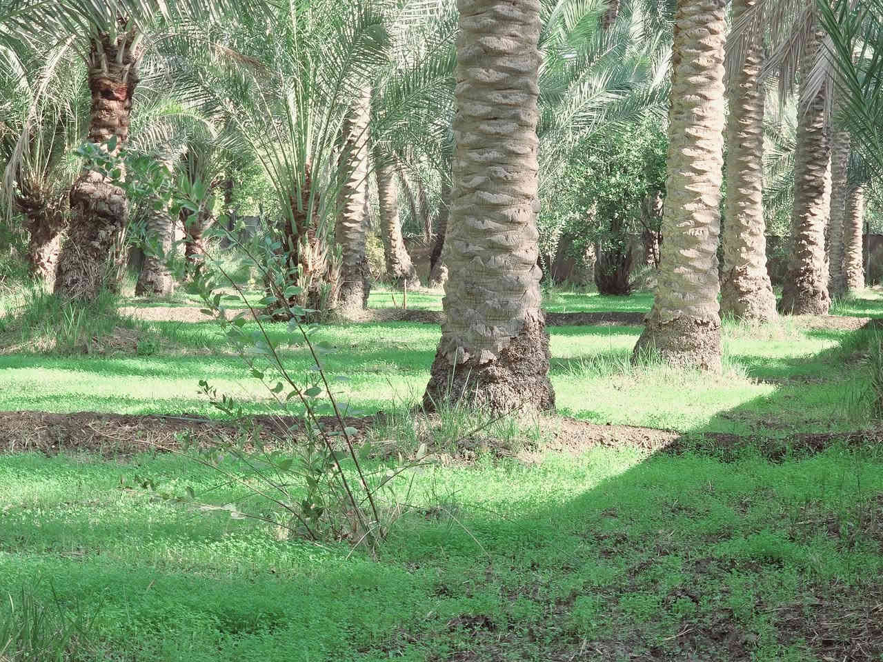 اللهم صل على محمد وأل محمد ليوم

 جبنالكم عرض مميز  وبسعر مناسب جدا واحلئ

 مايكون بهذا العرض هوه المنطقة والجيران الطيبة والهدوء 

 للبيع    دونم  المساحة بالأمتار 2500 متر محدد ومسيج بالكامل 

   تتوفر كافة الخدمات 

  كهرباء ضغط عالي مي اساله 

   مي سقي سيح البستان مخدومة

 بالكامل العنوان كربلاء شارع الحسينية سايد المواكب

 قرب جسر 🌉 الإبراهيمية الها مدخلين مدخل الأول من

 شارع الحسينية ومدخل الثاني من شارع الابراهيمية تبعد

 عن شارع الحسينية 1000  متر وعن جسر الإبراهيمية كيلو ونص 

 وعن مركز المدينة 15 كيلو منطقة سكنية عرض الشارع

 النازل عل بستان 6 متر واكو مكانات 7 و 8 م علمأ نوع السند

 طابو زراعي سند 25 تحويل سهم مباشر بأسم المشتري

 أصل السند  6   دونم فقط انزل اسمك سهم بالسند بمساحة

دونم  

#السعر   190    مليون  مع المجال

 للجاد بالشراء 

للإستفسار أكثر #اتصلوا بالأرقام التالية 

(  ‏‪***********‬‏  )(  ***********  ) 

ابو فاطمة عنوان المكتب شارع الحسينية قرب جسر 🌉 الإبراهيمية مقابل شارع عون مكتب النافعي للعقارات كربلاء   النافعي للعقار      #اشاره #الاصدقاء #متابعين #اكسبلور #الجميع #متابعين #اكسبلور #الجميع #متابعين #اكسبلور @إشارة
