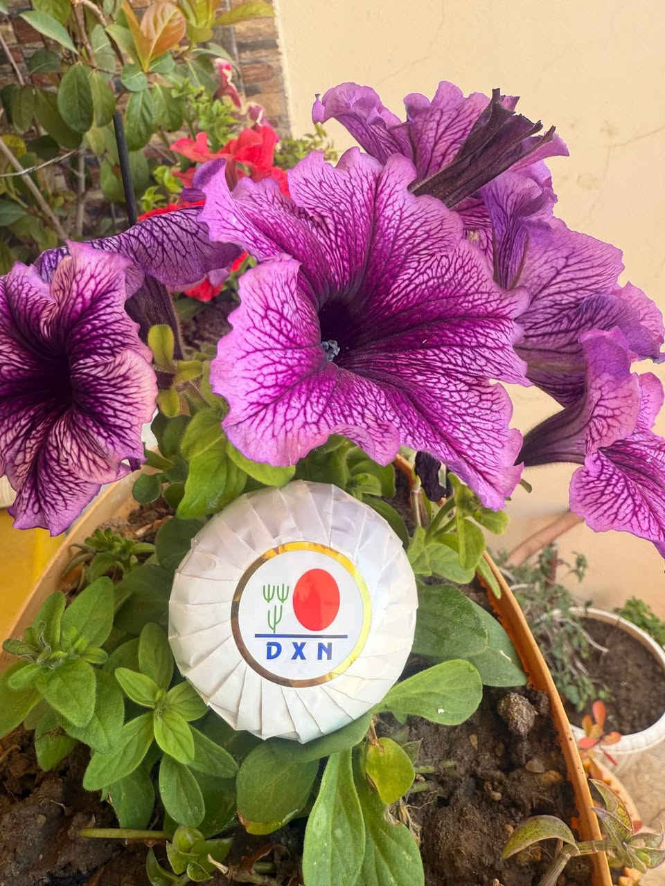 سابونی گانۆزی (Ganozhi Soap) 🧼✨

تەندروستی و جوانی پێستت بپارێزە بە بەکارهێنانی سابونی سروشتی گانۆزی، کە دەوڵەمەندە بە قارچکی ڕیشی (Ganoderma) و ڤیتامینی E.

گرنگترین سوودەکانی بۆ پێست:
🟢 پاککردنەوەی قووڵی پێست لە چەوری زیادە و پیسی.
🟢 یارمەتیدەرە بۆ کەمکردنەوەی زیپکە و شوێنەوارەکانی.
🟢 پێست نەرم دەکات و پارێزگاری لە شێدارییەکەی دەکات (پێست وشک ناکاتەوە).
🟢 ڕەنگی پێست ڕوون و گەش دەکاتەوە بەهۆی دژەئۆکسانە بەهێزەکانی ناوی.

🌿 گونجاوە بۆ هەموو جۆرەکانی پێست (بەتایبەت پێستی چەور و تێکەڵاو).
📦 بەرهەمەکە %100 ئەسڵی و سروشتییە.

🚕 گەیاندنمان هەیە بۆ ناو شاری سلێمانی و سەرجەم شار و شارۆچکەکانی کوردستان.
📥 بۆ داواکردن یان هەر پرسیارێک، نامە بنێرە بۆ ماسنجر یان لە کۆمێنت بنووسە. السليمانية, العراق


**إذا كنت صاحب هذا الإعلان وتريد حذفه لأي سبب، رجاءا أرسل رسالة إلى الدعم الفني**