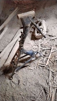 شاصي • للبيع • خاص