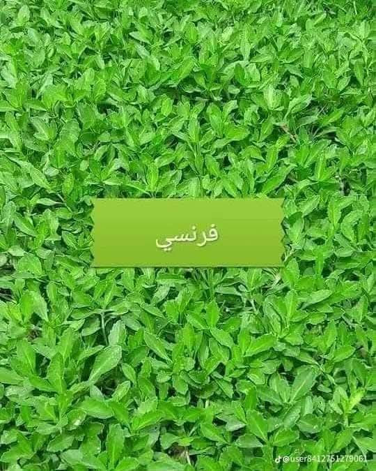 ثيل ديالى الطبيعي
اليوم صار متوفر عدنا كل الانواع الخاصة بالثيل منها 
الثيل #الامريكي - الثيل #الهندي - الثيل #الايطالي - الثيل #الفرنسي
مع كادر مختص يجيك لباب بيتك
ثيل ديالى الطبيعي ، 🍀☘️🍀☘️
الثيل امريكي🌿الثيل هندي🌿الثيل ايطالي 🌿ثيل فرنسي🌿
تجهيز
مشاتل🌴👇
دوائر حكوميه🏦👇
منازل🏡👇
منتزهات🏄
حدائق

الاسعار مناسبة والكفاءة عالية وتختلف بختلاف النوعيات عدنا
📌يوجد توصيل سريع لكل المحافظات
للطلب او الاستفسار التواصل مع الصفحة او عل رقم او واتساب ***********
