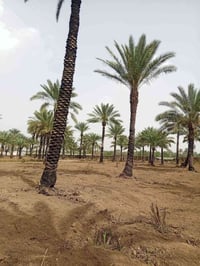 ياالله للبيع دوانم في بغداد منطقه الراشديه  جنس العقاري سند ملك صرف تت...