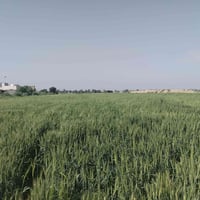 واسط حي الحكيم • ٤ دونم • قانون ١١٧