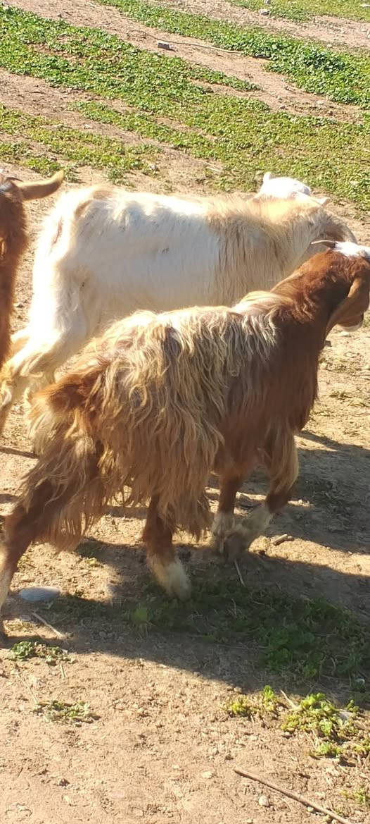 متاح صخلات حلوات تريد جني تريد ربط بيهن وحده غزاليه سعر الزوج اذا شلع ب250واذا تفريد كلمن وسعره يعني سعر الوحده125
***********
***********
