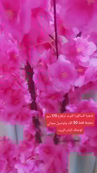 ساكورا • غصن طبيعي • ١٧٠سم