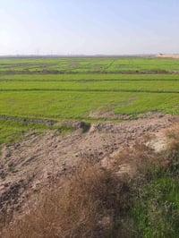 واسط العزيزيه • ٢٥ دونم • عقد زراعي