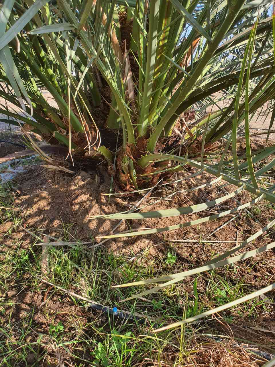 سلام عليكم متوفر نخل برحي حر أبو الخصيب لحجم متوفر اتصل ع لرقم 👈***********
