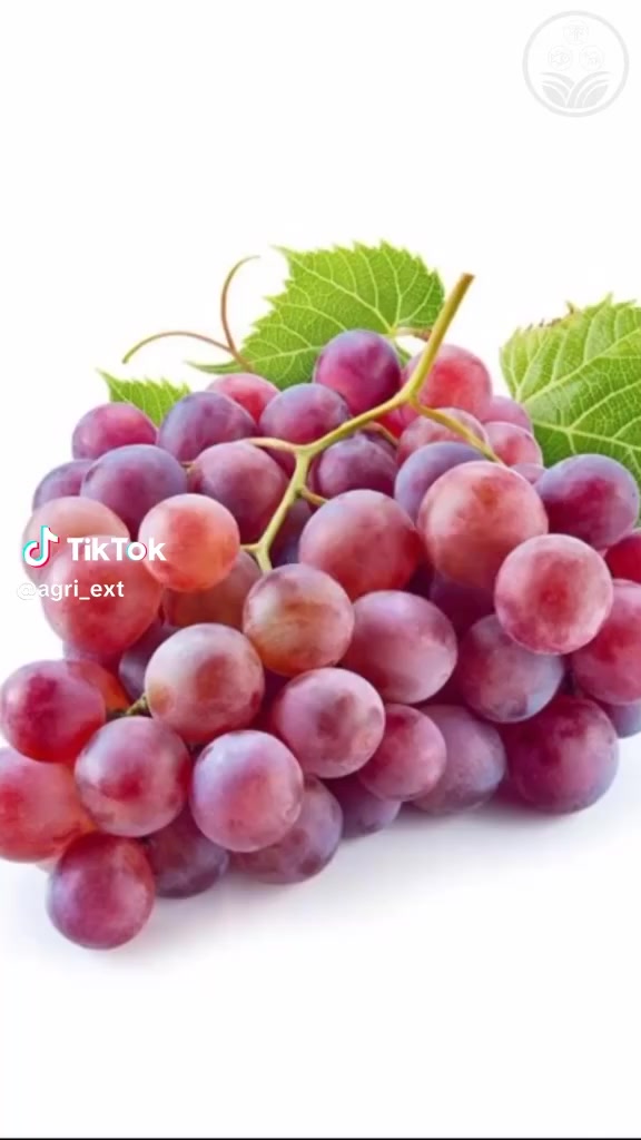 متوفر للبيع أشجار عنب حلواني  بالكيس  السعر ٣٠٠٠  
🍇🍇🍇🍇العنوان 🍇الانبار راوه الجديده آخر شارع 🍇راوه الجديده 🍇قرب جامع محمد الفاتح 🍇توصيل راوه عانه القائم حديثه هيت الرمادي الفلوجه بغداد العامريه وحي الجامعه واليرموك والمنصور التوصيل حسب المكان


**إذا كنت صاحب هذا الإعلان وتريد حذفه لأي سبب، رجاءا أرسل رسالة إلى الدعم الفني**