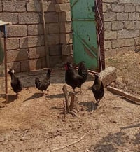 دجاج سلطاني • بياض
