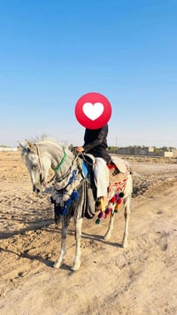فرس للبيع • فرس هوازيه • فرس خرسانيه • خيل للبيع • حصان للبيع • حيوانا...
