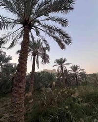 إبي الخصيب • ٣٦٠٠م • طابو صرف زراعي