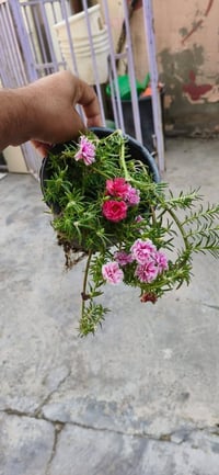 ورد الصباح العراقي • دائمي • الخالص ديالى