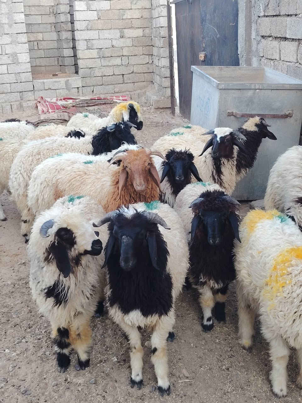 بسم الله ماشاء الله
#طليان_فاخره_درجه_اوله_خشانه فول مال ربط وذبح شرط النصاحه العدد الكلي 22 مكاني بيجي حي العصري
 الاتصال ع رقم *********** اسيا ***********
