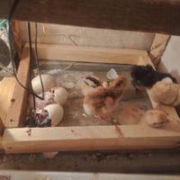 فقاسة فلين • ٥٥-٦٠ بيضة • متحكم حرارة اوتوماتيك