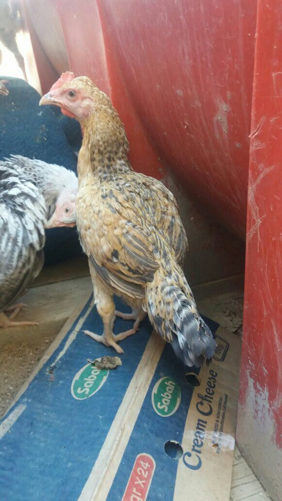 ديوجة فرايج لمكان المسيب


**إذا كنت صاحب هذا الإعلان وتريد حذفه لأي سبب، رجاءا أرسل رسالة إلى الدعم الفني**