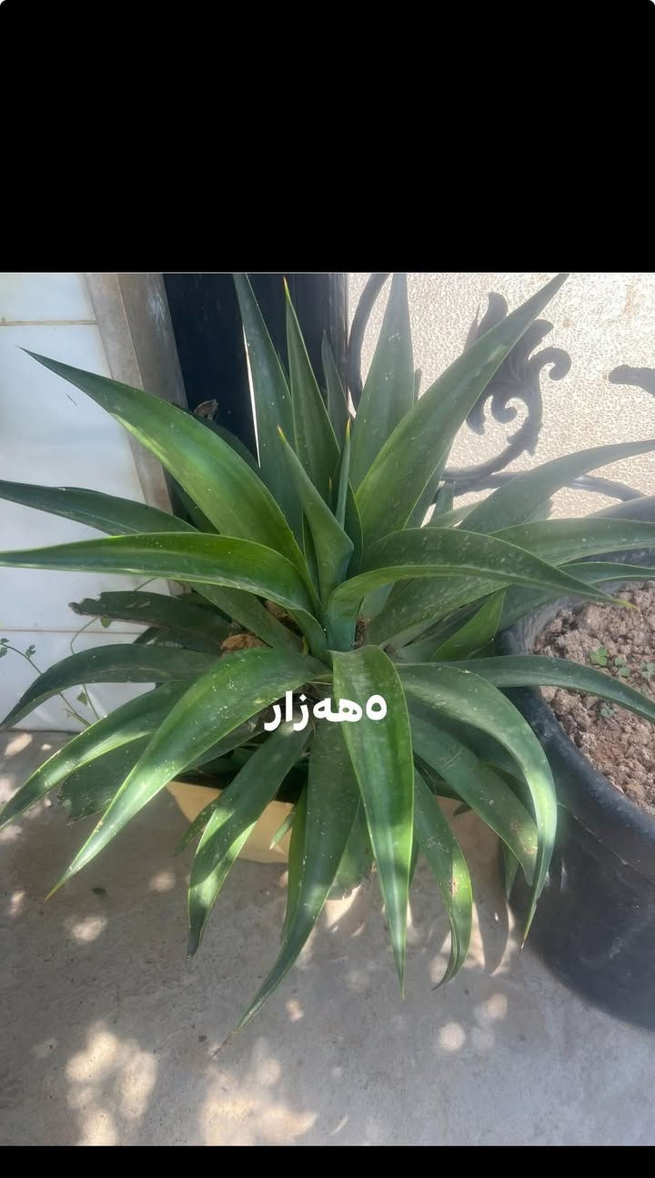 شوین هەولیر


**إذا كنت صاحب هذا الإعلان وتريد حذفه لأي سبب، رجاءا أرسل رسالة إلى الدعم الفني**