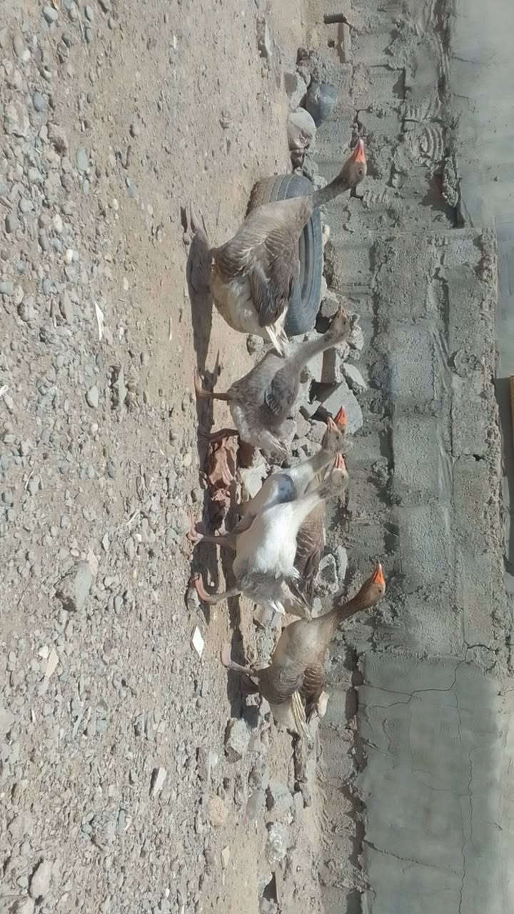 ديوك عرب للبيع الشراي يتصل على الرقم ***********
