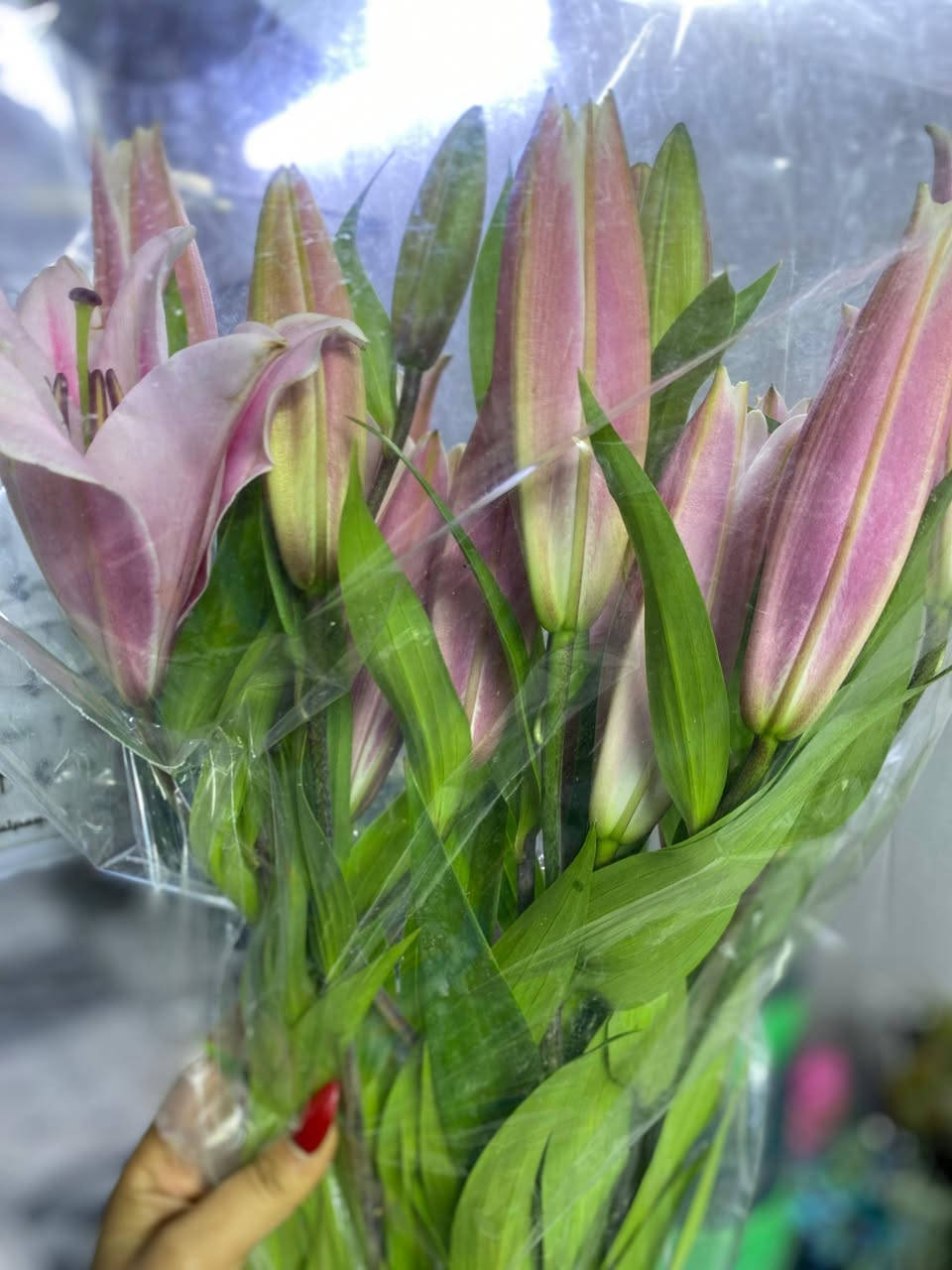 #بيبي #روز 
لا نبيع ورداً فقط…
بل نهدي لحظة، ونغلف شعور، ونرتّب ذكرى تبقى في القلب 
🎀 تنسيقات ورد طبيعي وصناعي مُختارة بعناية، لكل  #مناسبة:🎁
• #تخرج 🎓
• #مواليد 👶
• #خطوبة 💍
• أو حتى “بدون مناسبة، لأنك تستحق❤️.
🪄 كل باقة تحكي حكاية ذوق…
ونترك فيها لمسة من #الحب🌷
للحجزواتساب *********** 
 #الرفاعي قرب الجامعة #سومر #مجاور قسم #الداخلي 
#توصيل سريع سريع 🏍️🏍️🚗🚗
