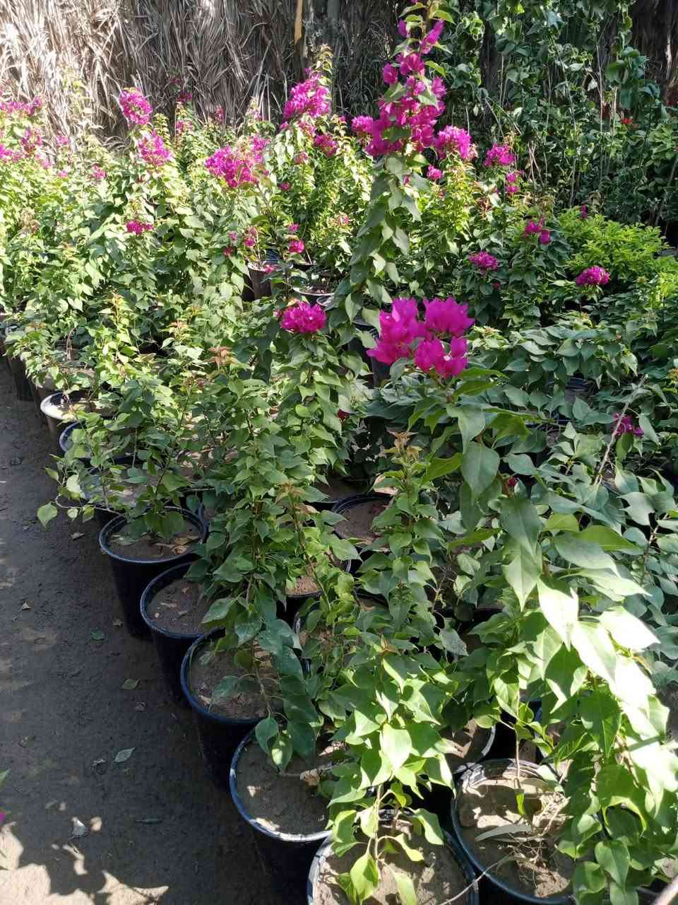 عمل الحدائق وتصميم ديكورات نعمل ديالى وبغداد وصلاح الدين بإدارة ابو اسامه ***********
