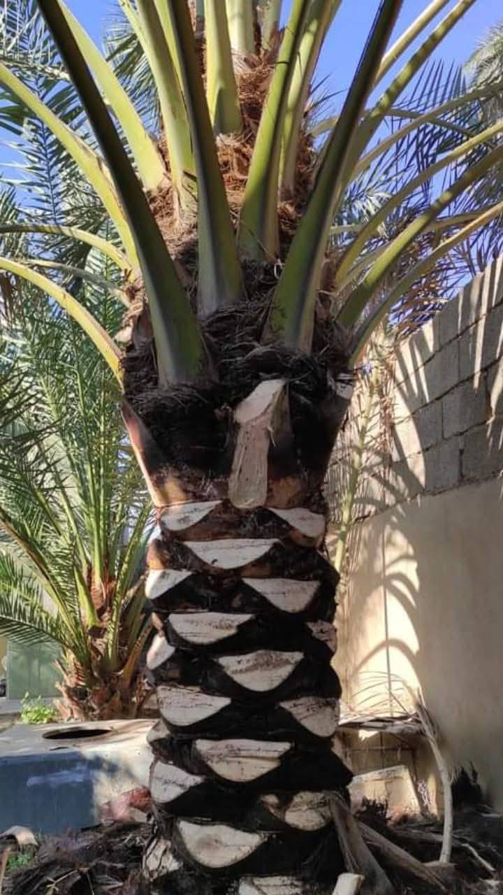 سلام عليكم اشتغل تكريب وتنضيف النخل وعندي غرس للبيع بانواع متعدده وكميات مفتوحه وعندي منشار لتقطيع النخل والاشجار وهذا رقمي ***********
