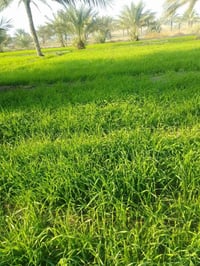 شط الديوانيه • ٦ دونم • ١٠٠ نخلة