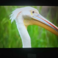 تلفزيون • خط رفيع • السليمانية