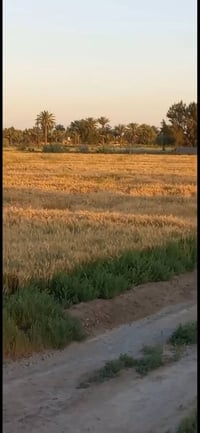 المأمونية • ١٣ دونم • بيع مستعجل