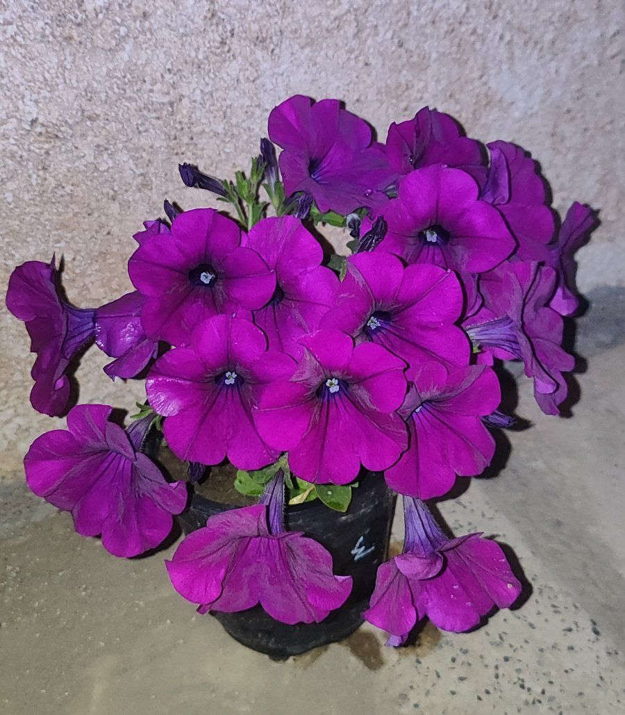 ازهار البيتونيا الموسمية 
الوان عديدة
سعر السندان الف دينار 
توصيل فقط لاغلب احياء الموصل 
للطلب يرجى مراسلة الصفحة


**إذا كنت صاحب هذا الإعلان وتريد حذفه لأي سبب، رجاءا أرسل رسالة إلى الدعم الفني**