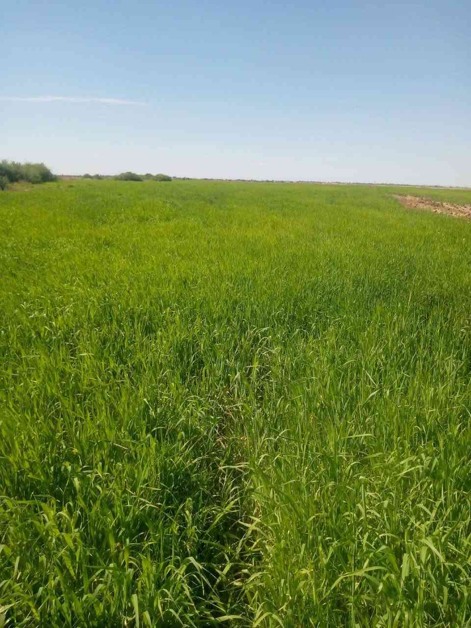 سلام عليكم زرع شعير وحنطه للبيع كاع واسعه فوك30دونم مكان ميسان طريق ميمونه
اني مكلف بل نشر 
***********
