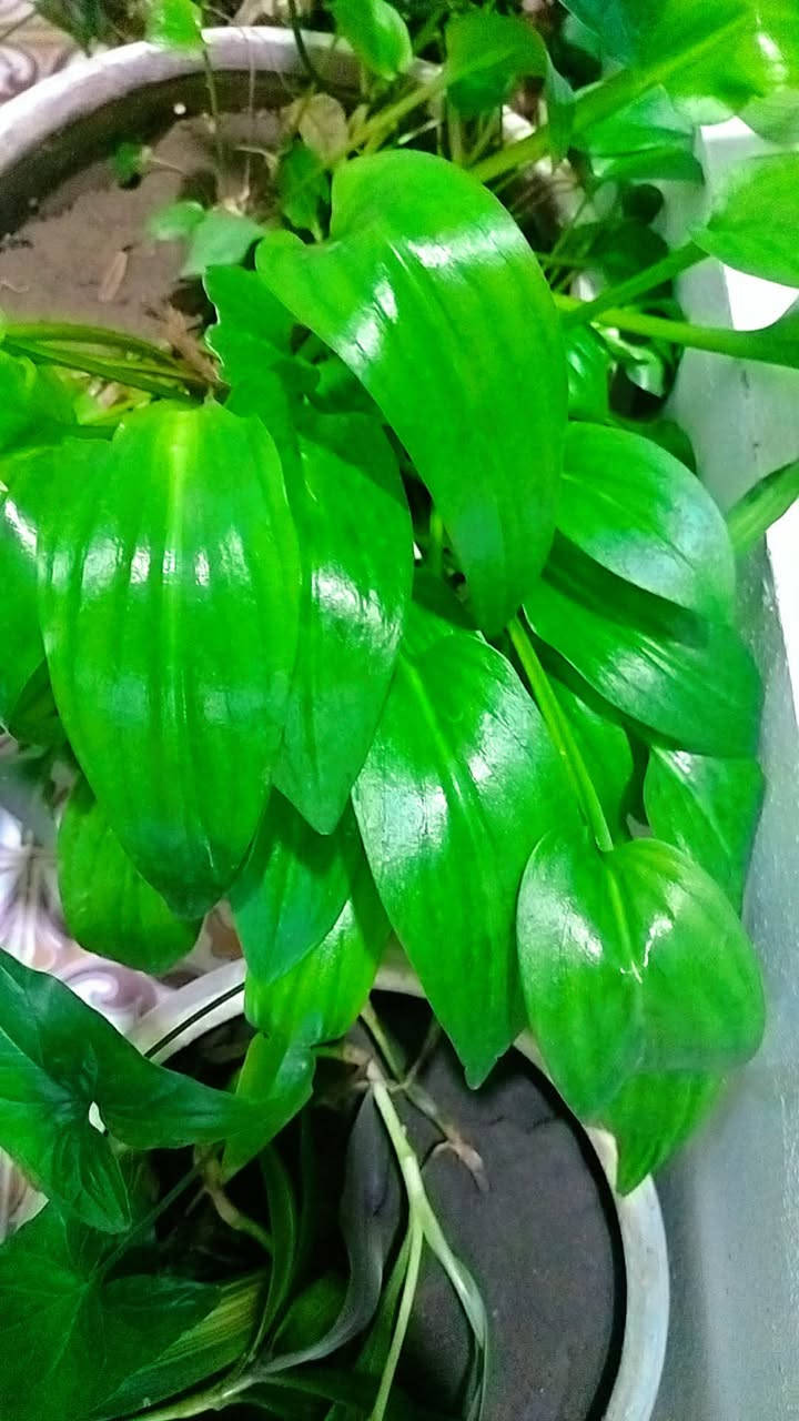 ئەم گوڵانە بۆ فرۆشتن
هەڵەبجە


**إذا كنت صاحب هذا الإعلان وتريد حذفه لأي سبب، رجاءا أرسل رسالة إلى الدعم الفني**