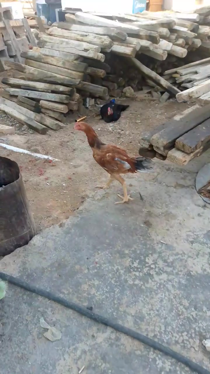 هراتي للبيع كبار ومخاليف


**إذا كنت صاحب هذا الإعلان وتريد حذفه لأي سبب، رجاءا أرسل رسالة إلى الدعم الفني**