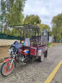 ستوته • محجل • ٥٠ قفل