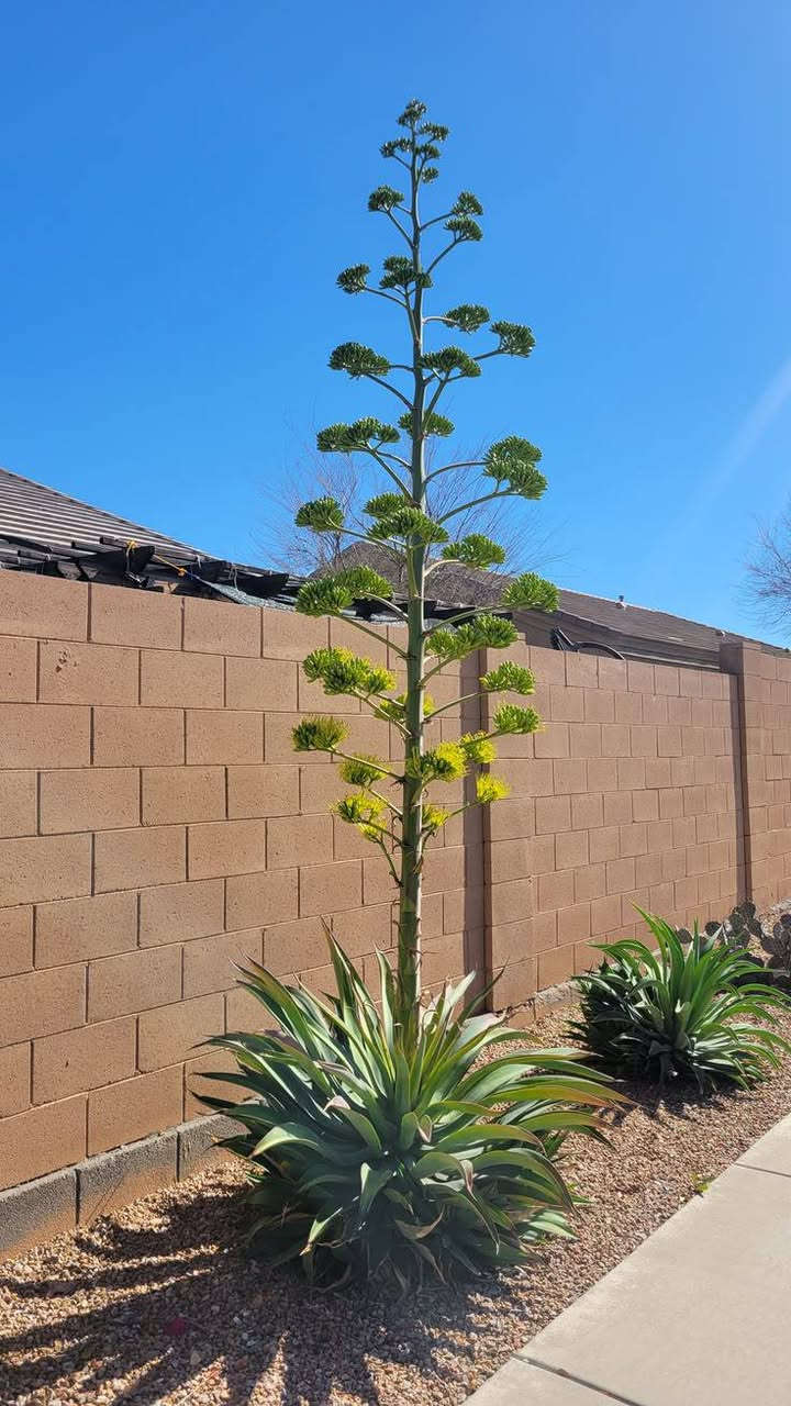 الأجاف الأمريكي
بعرض خاص⚡🌊
500 فقط سعر القطعة 
...............
الأجاف النجمي  Agave vilmoriniana .. من النباتات الدائمه ( المُعمرة) والقوية وسريعه النموا . 

ومن ملامحها:
أوراق عريضة ناعمة خضراء مائلة إلى الأزرق.
لا تظهر عليها أشواك حادة على حواف الأوراق، وهذا يميزها عن كثير من أنواع الأغاف.
تنمو على شكل وردة كبيرة وجذابة، وهي مناسبة لتنسيق الحدائق.

العناية بها :
الأجاف من نباتات العصارية القوية وتتحمل كل انواع الجفاف.
تعيش بكل انواع التربه .
تعيش بكل مكان داخل و خارج البيت .
تفضل الشمس المباشرة أو الظل الجزئي.
تُسقى باعتدال، مع ترك التربة تجف بين الريات.

واتساب ***********
لا تنسوا متابعه الصفحه 🌷 
#الأجاف #الأجاف_النجمي #نبات_دائم  #عرض_خاص #Agave #attenuata
