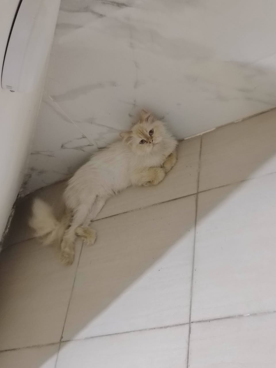 إذا أحد مضيع هاي البزونه متواجده يمي
واللي يريدها خلي يجي ياخذها


**إذا كنت صاحب هذا الإعلان وتريد حذفه لأي سبب، رجاءا أرسل رسالة إلى الدعم الفني**