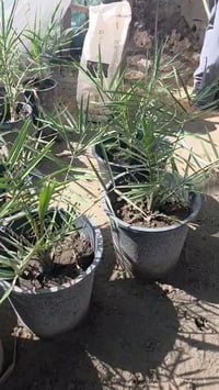 مكتوم نسيجي • شركة خرايف • الحلة عوفي