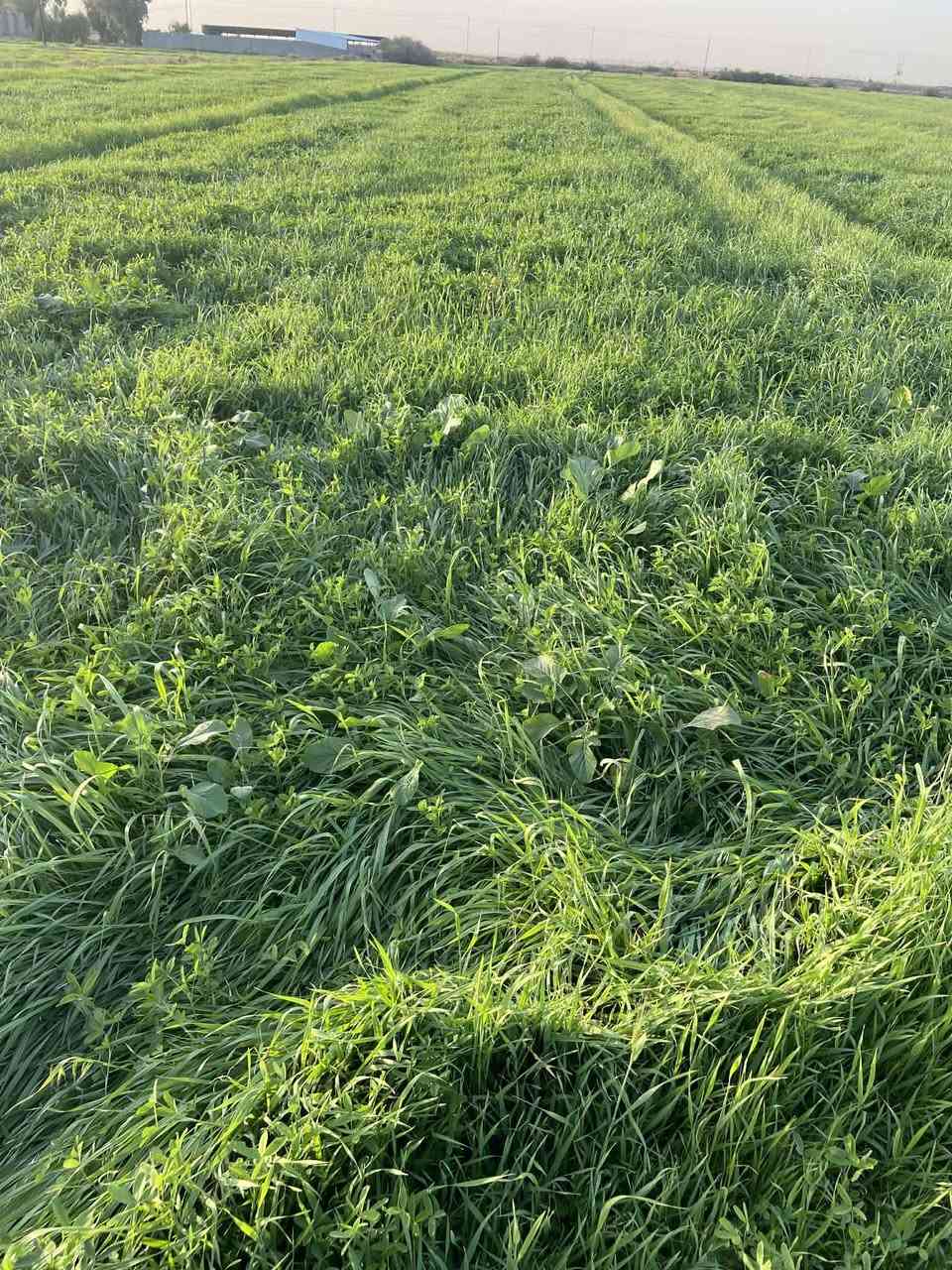 السلام عليكم
يوجد برسيم وزرع خير من الله للبيع 
الموقع قرية البدر
 للاستفسار على الخاص او الاتصال 
‏‪***********‬‏
‏‪***********‬‏
